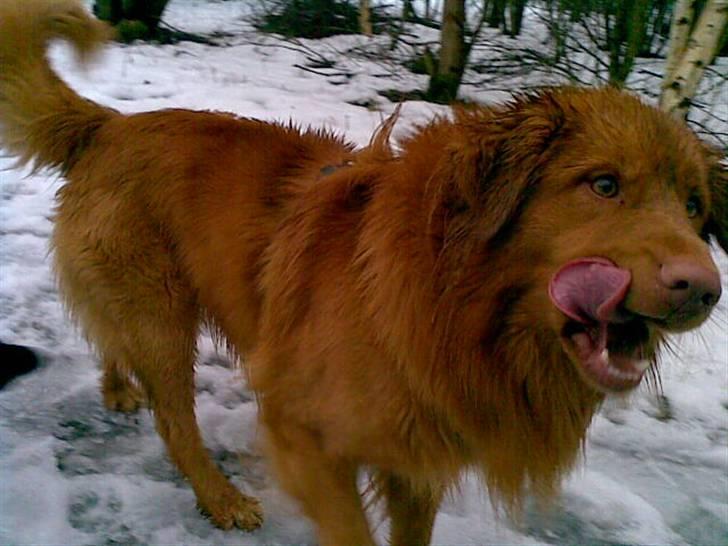 Nova scotia duck tolling retriever Gavan billede 3