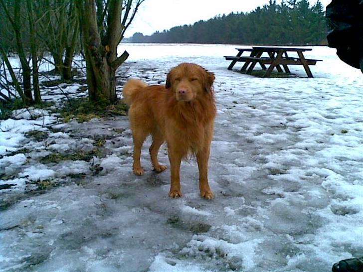 Nova scotia duck tolling retriever Gavan billede 4