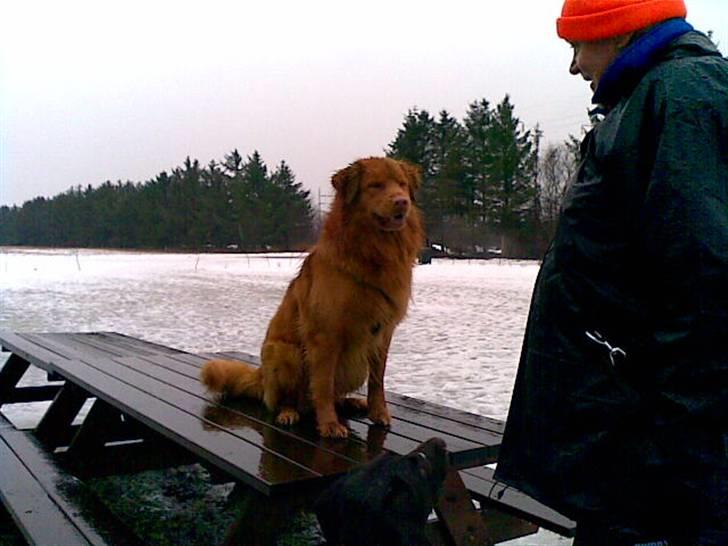 Nova scotia duck tolling retriever Gavan billede 5