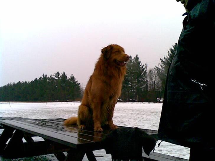 Nova scotia duck tolling retriever Gavan billede 6