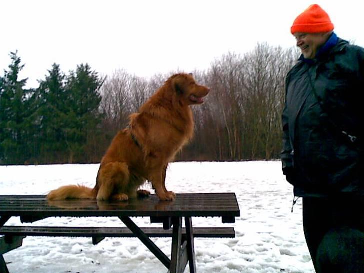 Nova scotia duck tolling retriever Gavan billede 7