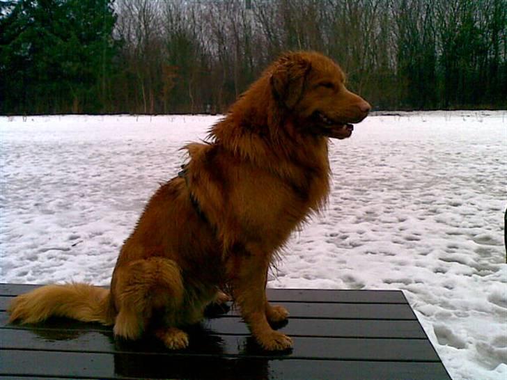 Nova scotia duck tolling retriever Gavan billede 8