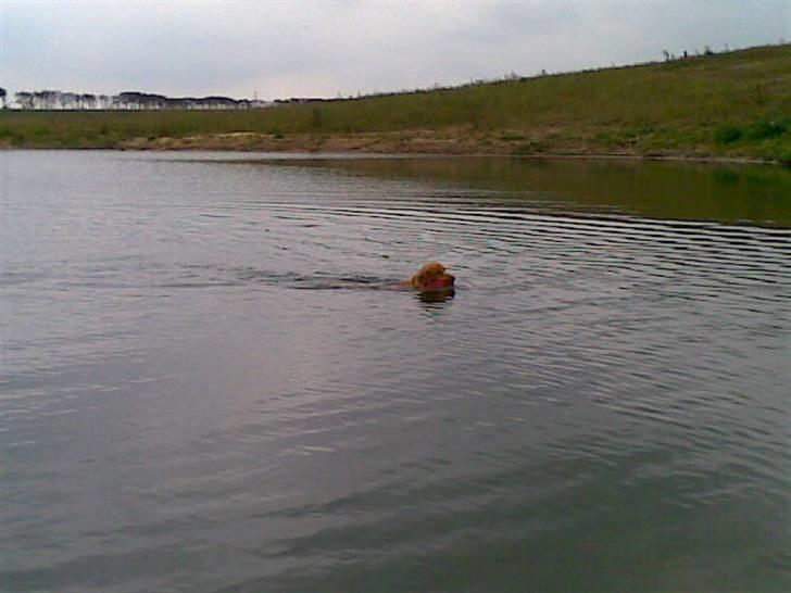 Nova scotia duck tolling retriever Gavan billede 9