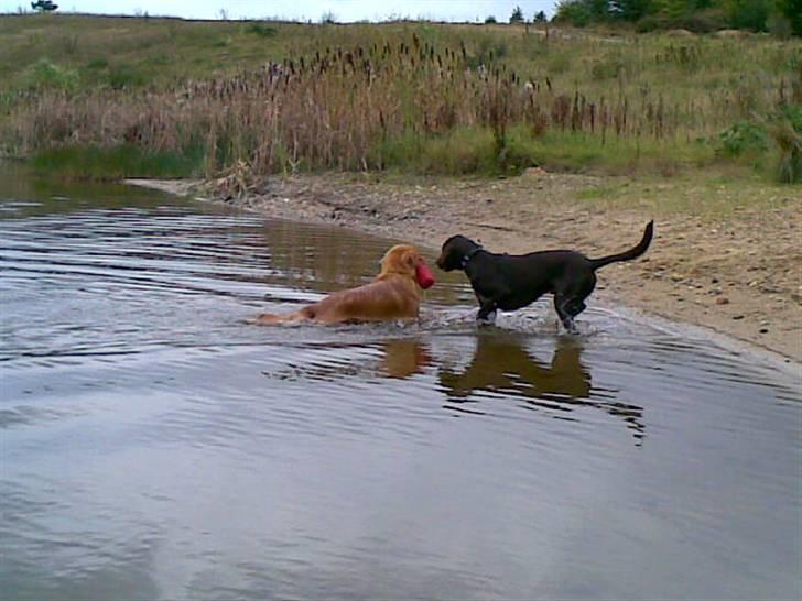 Nova scotia duck tolling retriever Gavan billede 10
