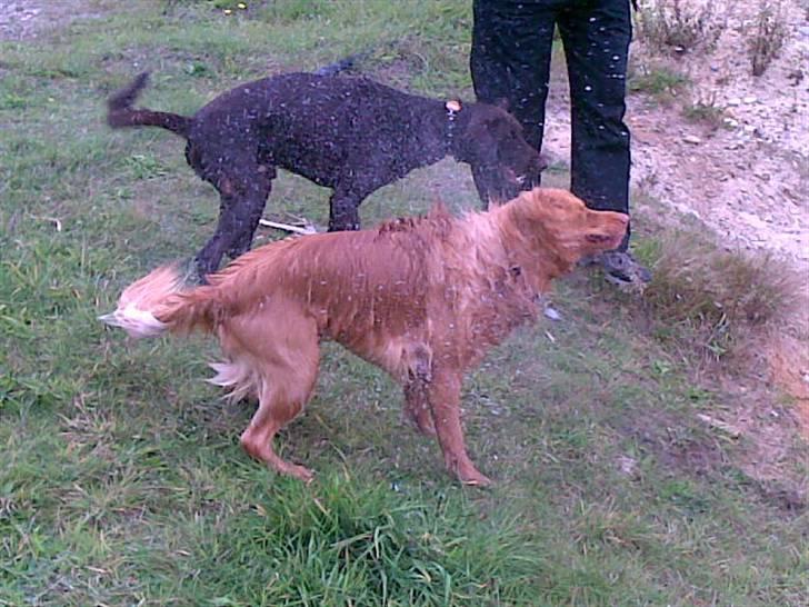 Nova scotia duck tolling retriever Gavan billede 11