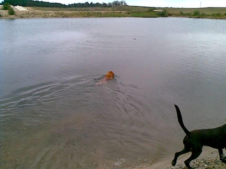 Nova scotia duck tolling retriever Gavan billede 12