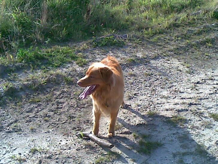 Nova scotia duck tolling retriever Gavan billede 13