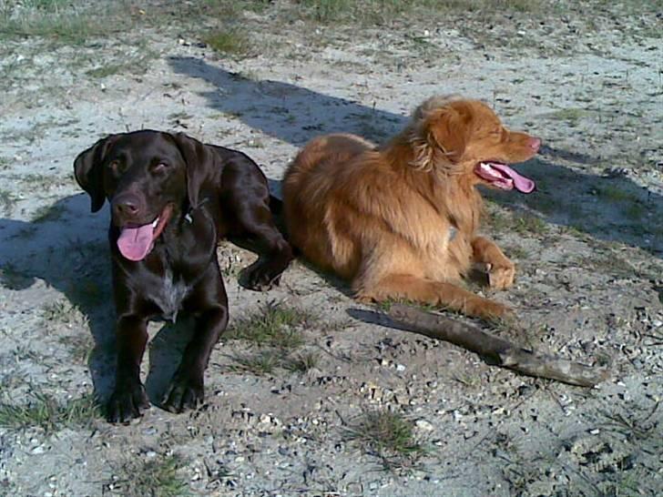 Nova scotia duck tolling retriever Gavan billede 14