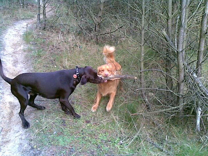 Nova scotia duck tolling retriever Gavan billede 15