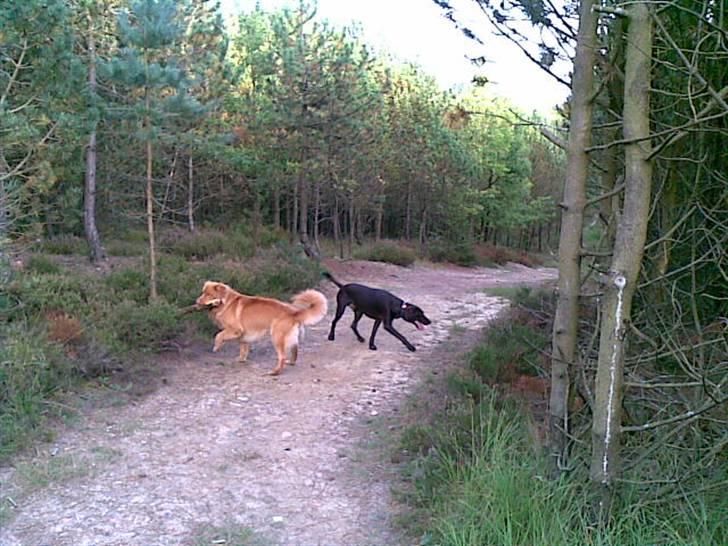 Nova scotia duck tolling retriever Gavan billede 16