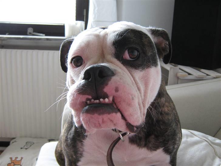 Olde english bulldogge Ørsteds Asta*Himmelhund* - Mors egen ork *g*  billede 13
