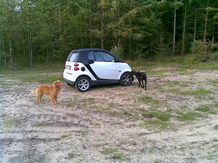 Nova scotia duck tolling retriever Gavan billede 17