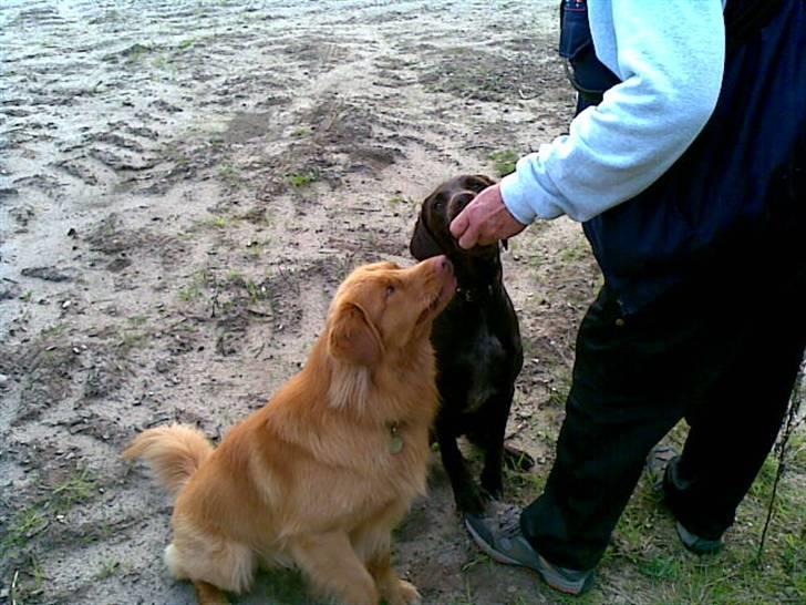 Nova scotia duck tolling retriever Gavan billede 18