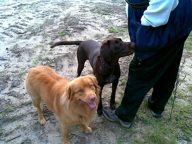 Nova scotia duck tolling retriever Gavan billede 19
