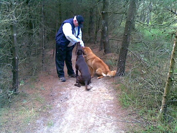 Nova scotia duck tolling retriever Gavan billede 20