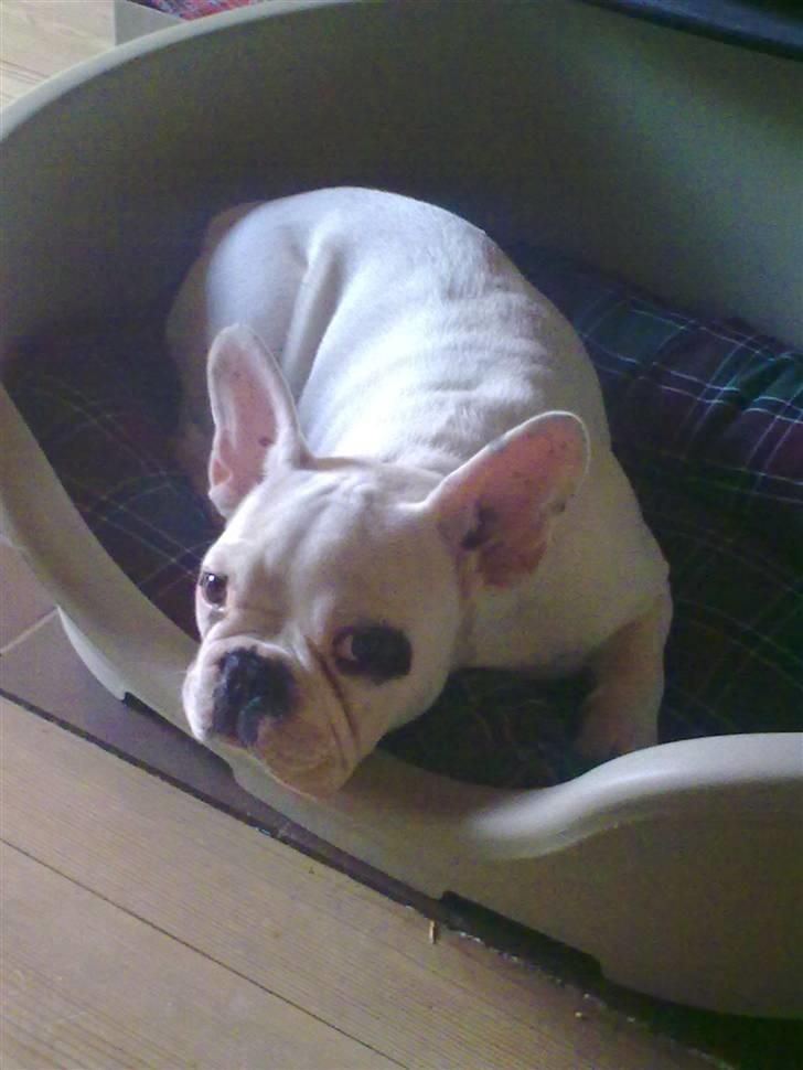 Fransk bulldog Jack  solgt ... - øhh hvad???  billede 1