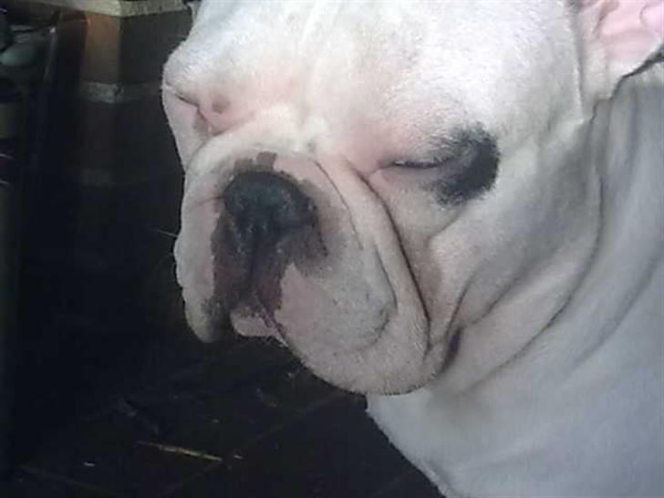 Fransk bulldog Jack  solgt ... - ihh jeg nyder solen  billede 2