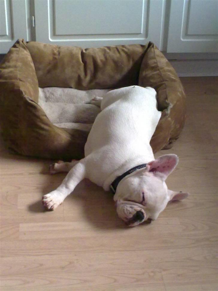 Fransk bulldog Jack  solgt ... - det er hårdt at være mig .. billede 3