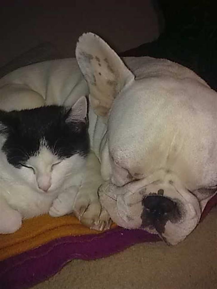 Fransk bulldog Jack  solgt ... - ligger og sover med min Cookie  billede 4