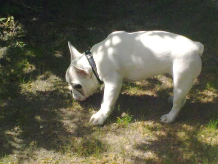 Fransk bulldog Jack  solgt ... - her er Jack 5 måneder gammel  billede 5