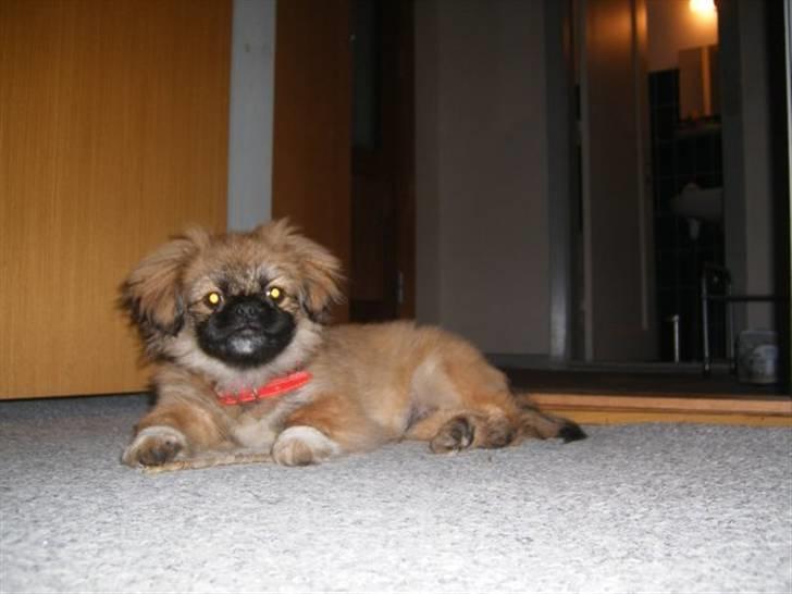 Pekingeser Simba billede 1