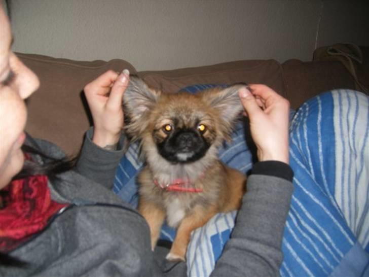 Pekingeser Simba billede 2