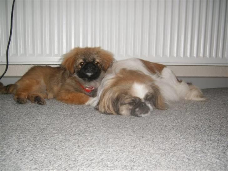 Pekingeser Simba billede 3