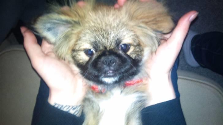 Pekingeser Simba billede 4