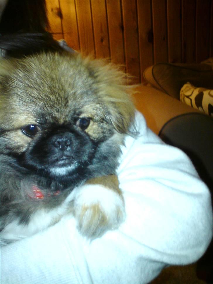 Pekingeser Simba billede 5