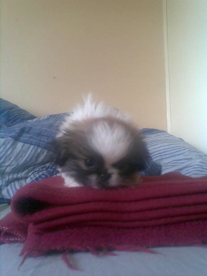 Pekingeser Gizmo billede 6