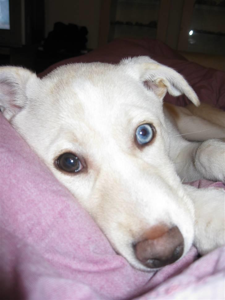 Blanding af racer Silke billede 7