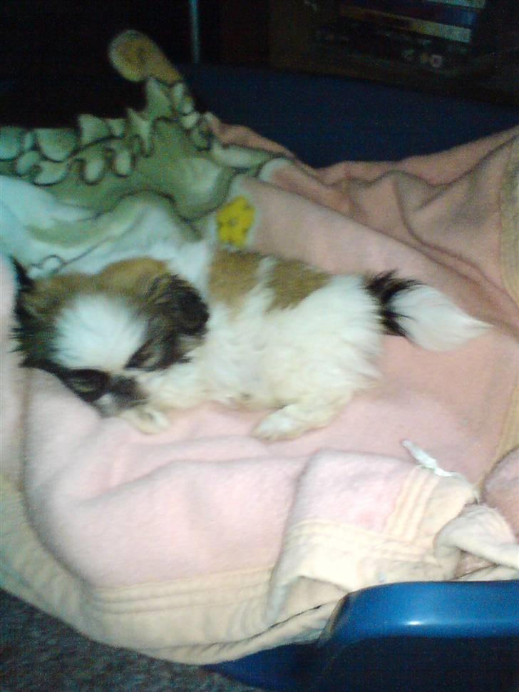 Pekingeser Gizmo billede 7