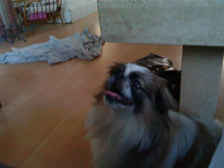 Pekingeser Gizmo billede 8