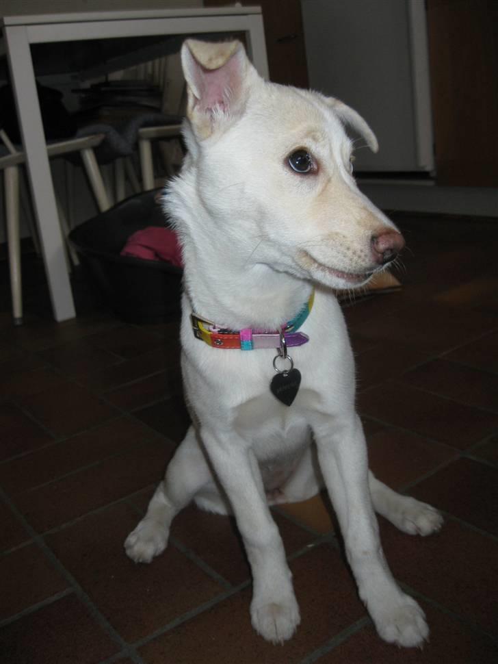 Blanding af racer Silke billede 8