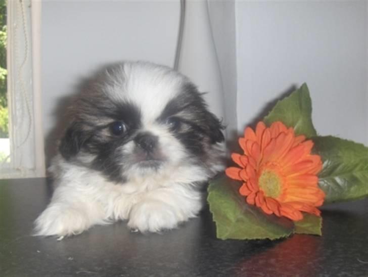 Pekingeser Gizmo billede 9