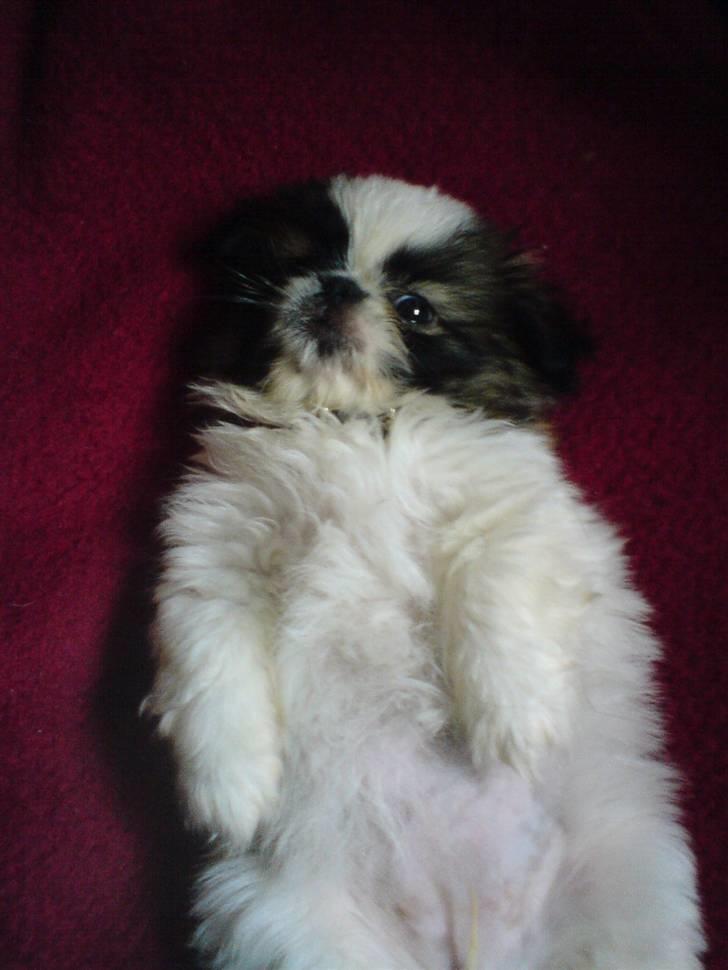 Pekingeser Gizmo billede 10