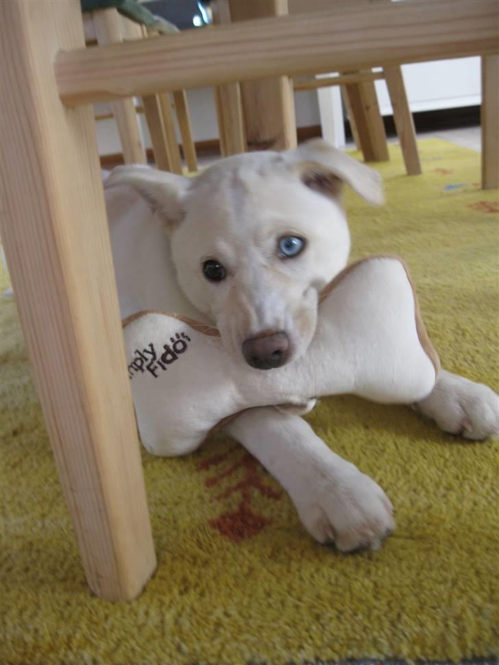 Blanding af racer Silke billede 9