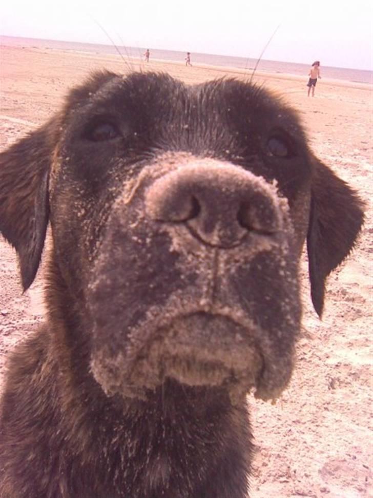 Blanding af racer Lulu billede 17