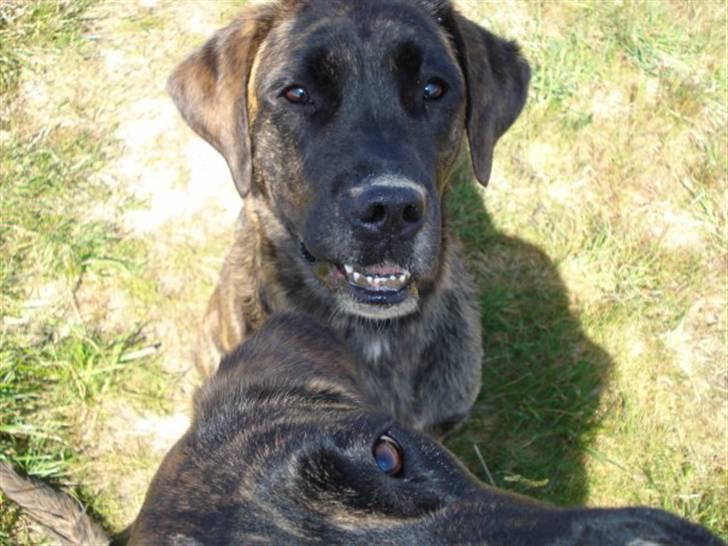 Blanding af racer Lulu billede 18