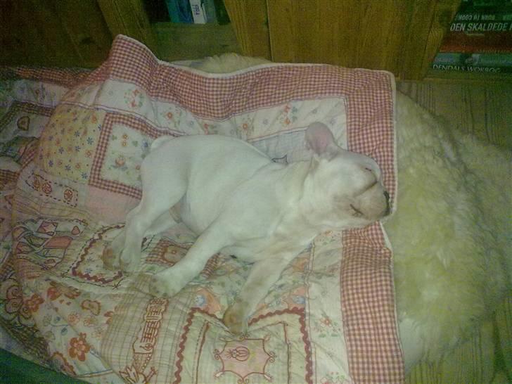 Fransk bulldog Jack  solgt ... billede 6