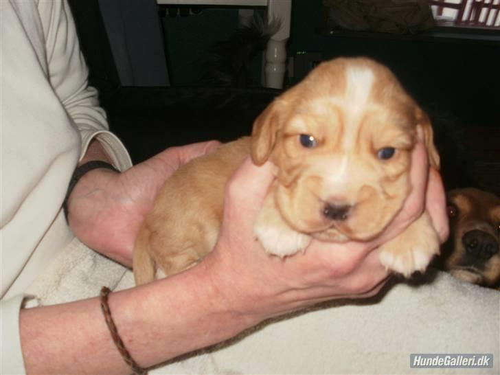 Blanding af racer lady - er jeg ik bare dejlig billede 14