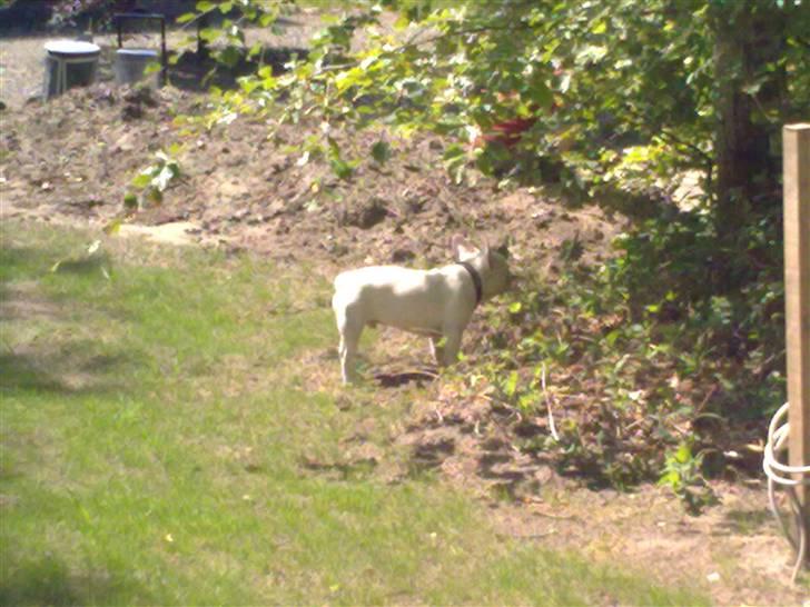 Fransk bulldog Jack  solgt ... billede 7