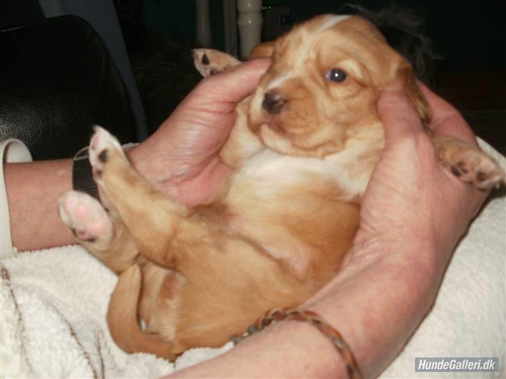 Blanding af racer lady - mig billede 15