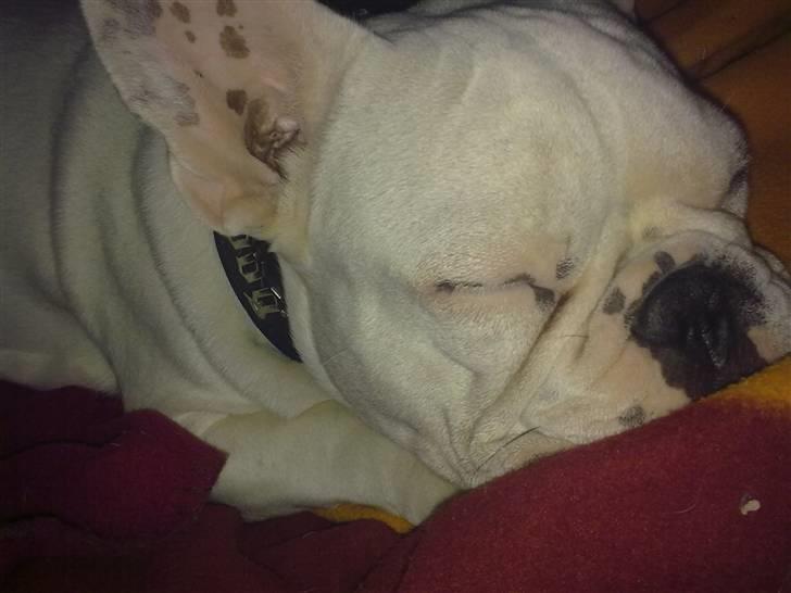 Fransk bulldog Jack  solgt ... billede 8