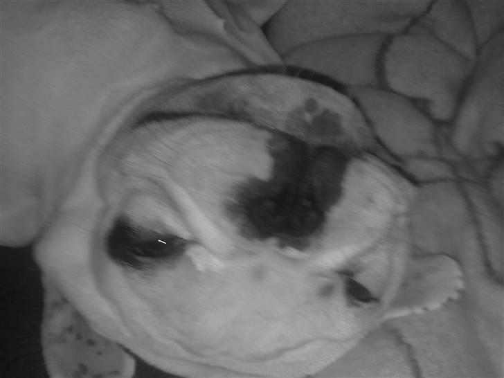 Fransk bulldog Jack  solgt ... - jeg sover og er ikke fotogen mor...  billede 9