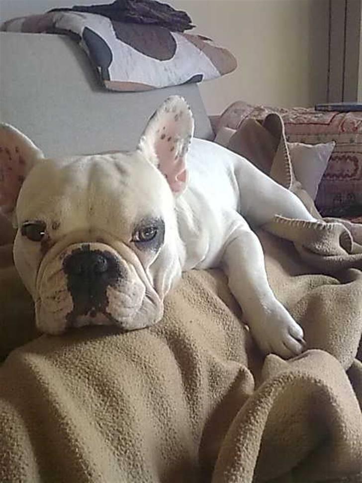 Fransk bulldog Jack  solgt ... - putter med mor .... billede 10