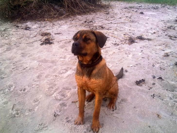 Blanding af racer Aslan billede 1