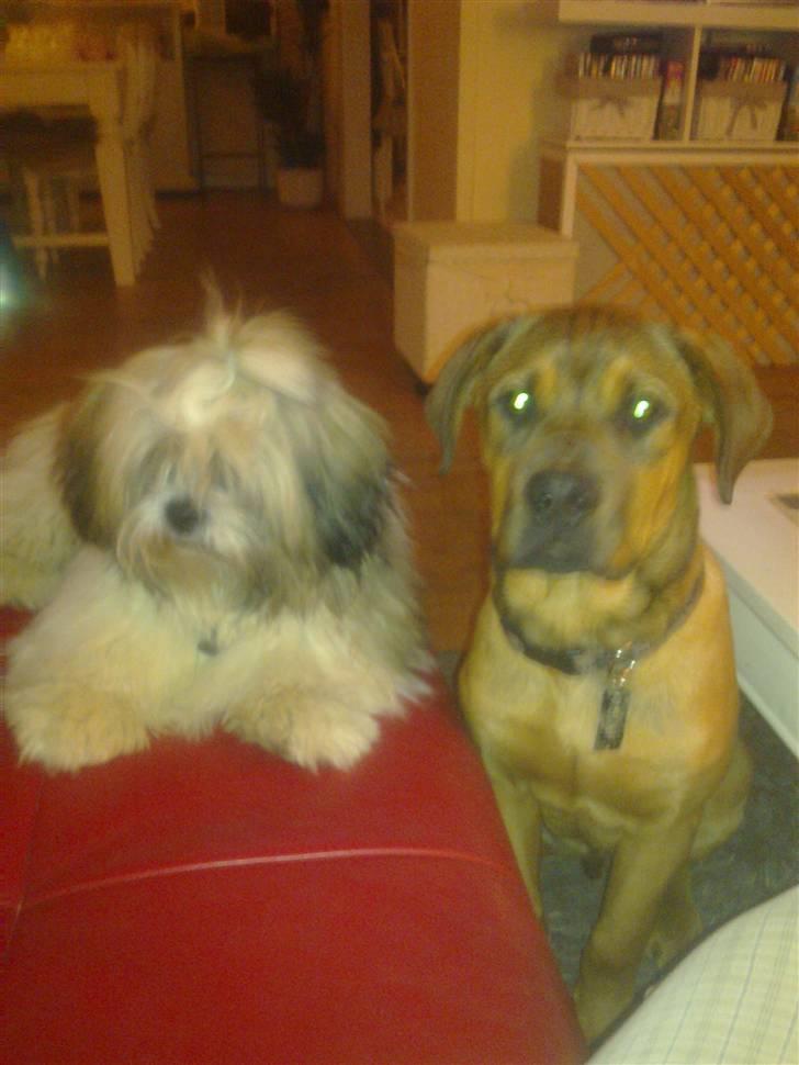 Blanding af racer Aslan - Bedste venner..;) billede 2