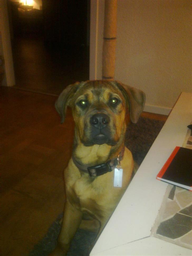 Blanding af racer Aslan billede 4