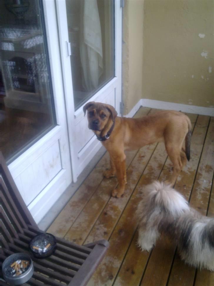 Blanding af racer Aslan - Luk mig dog ind!! billede 5